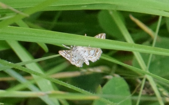 Elophila nymphaeata (Crambidae)?